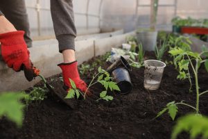 Jak urządzić wnętrze szklarni – poradnik dla pasjonatów ogrodnictwa